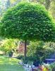 Catalpa bignonoides oder Trompetenbaum zurückschneiden Welkkrankheit Baum Verwelken der Zweige und der Blätter Pflanzen