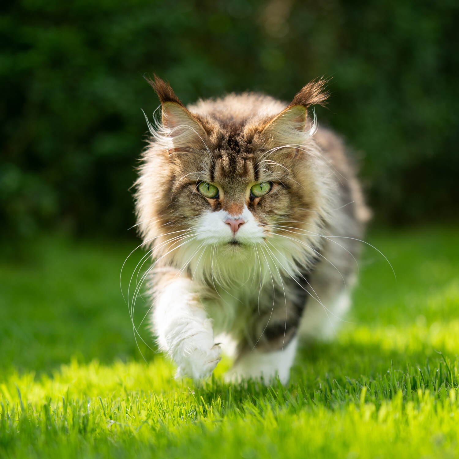 Katzen aus dem Garten vertreiben: alle friedlichen Mittel im Überblick -  Matelma