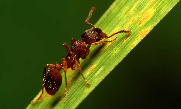 Détruire les fourmis de différentes manières