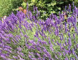Lavendel: Stecklinge, Pflanzabstand, zurückschneiden, Verwendung und Tourismus