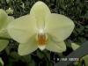 Zimmerpflanzen: die Phalaenopsis oder Nachtfalter-Orchidee