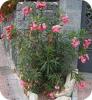 Oleander: Pflege und Vermehrung einer schönen Kübel- und Terrassenpflanze. Oleander blüht nicht