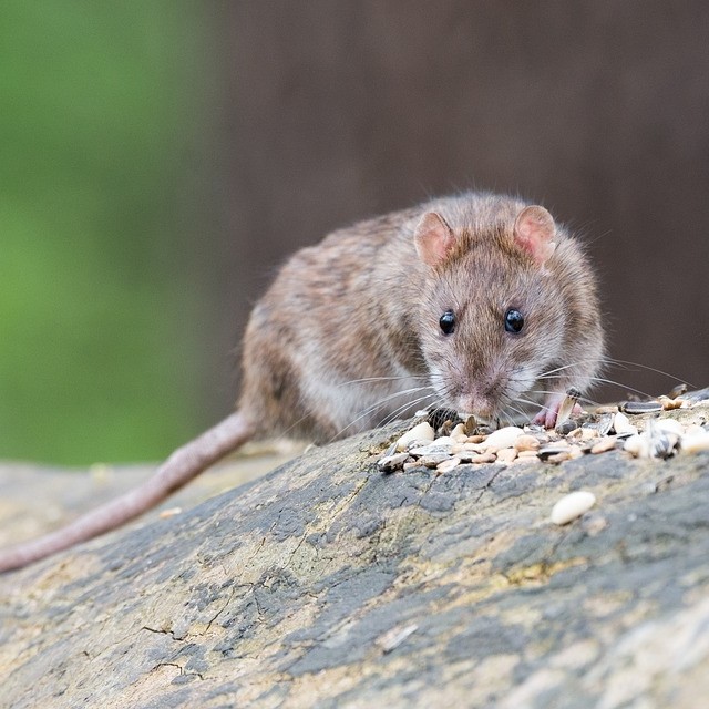Conteneur d'appâts mort-aux-rats