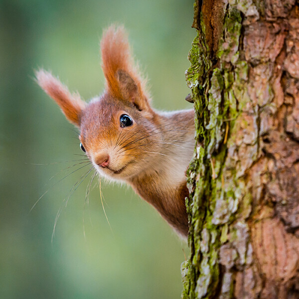 Dix conseils pour attirer des écureuils - Notre Nature