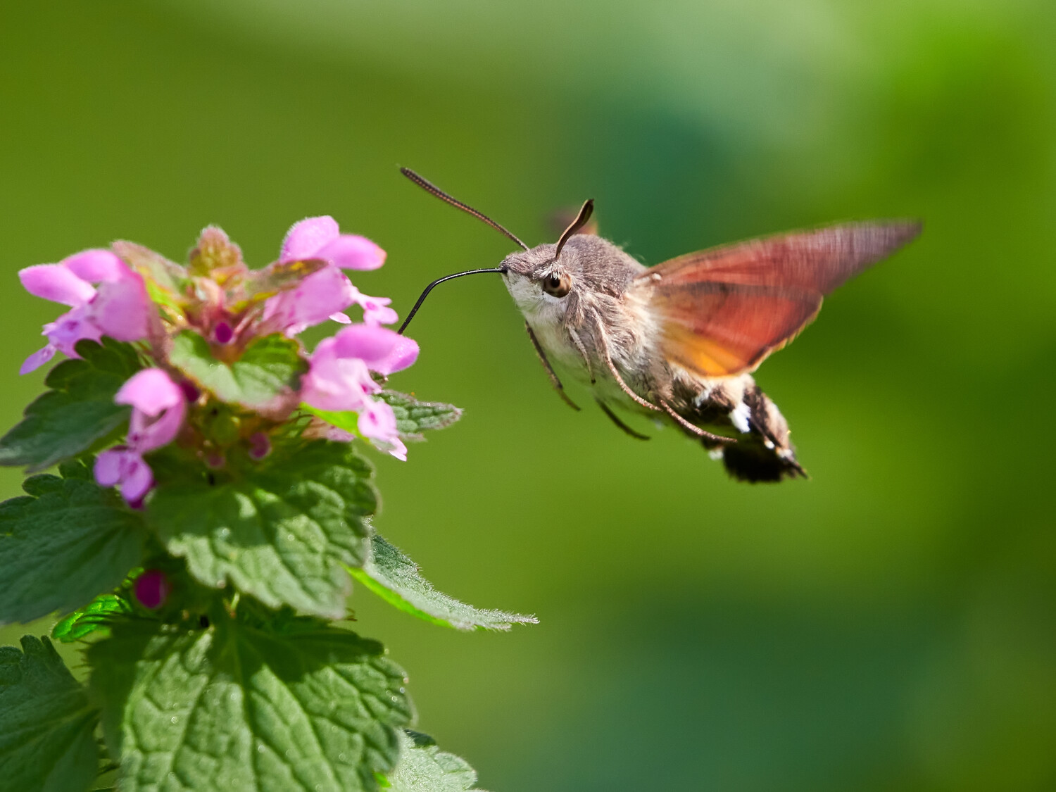 Recette de nectar pour attirer les colibris