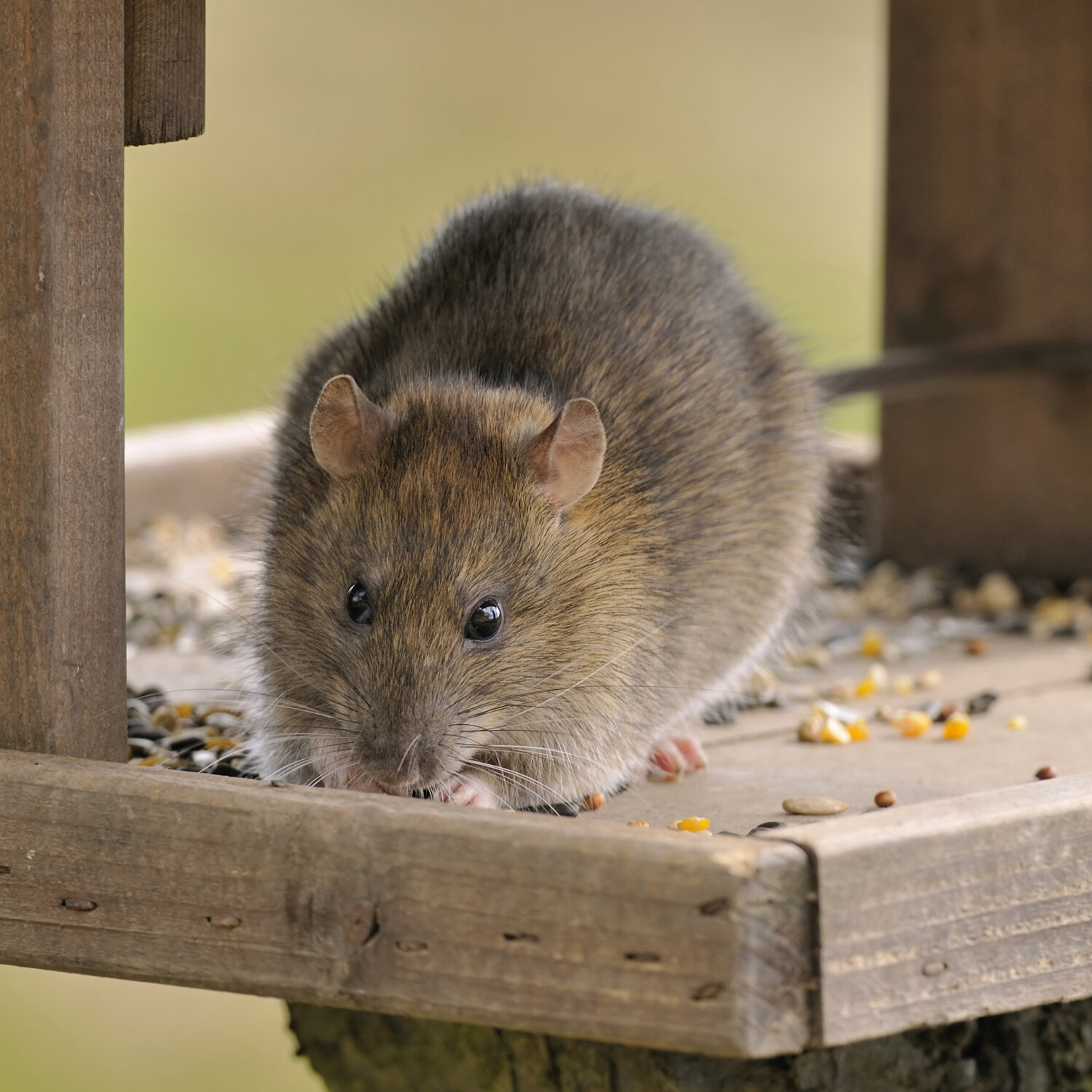 Nourrir les oiseaux sans attirer les rats - Les animaux du jardin sur  Camera Nichoir