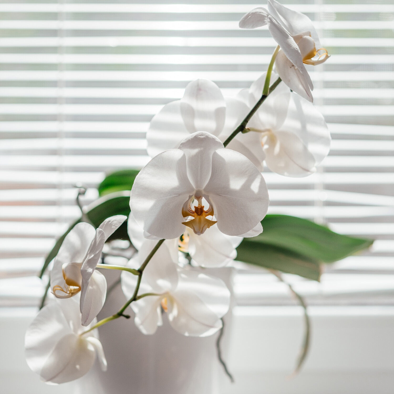 Se débarrasser des cochenilles sur les orchidées