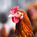 Hühner im Garten halten: worauf muss man achten?