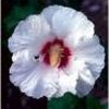 Hibiskus - Altheastrauch: schneiden, Krankheiten, Schädlinge, vermehren, Arten, Standort...