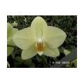 Zimmerpflanzen: die Phalaenopsis oder Nachtfalter-Orchidee