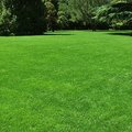 Gartengestaltung: Gras säen / einen Rasen anlegen
