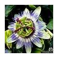 Passiflora caerulea - blaue Passionsblume als Kletterpflanze für die Erde oder als Topfpflanze