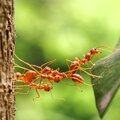 Comment lutter efficacement contre les fourmis