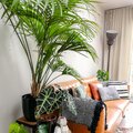 Notre plante d'intérieur de cette semaine : le palmier Kentia