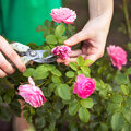 Rosen im Sommer zurückschneiden. Erklärungen mit Fotos