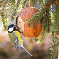 Tipps zur Fütterung von Gartenvögeln