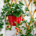 Cultiver ses propres fraises au jardin
