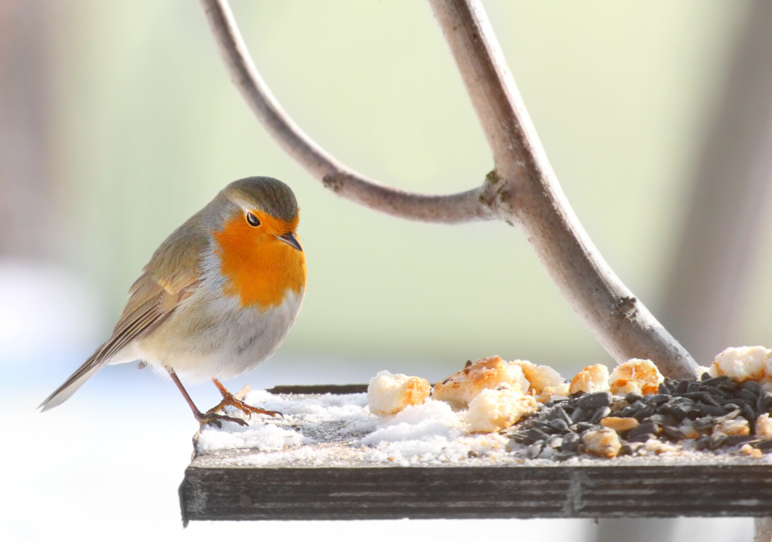Vögel füttern: Welches Futter geben Sie wann?