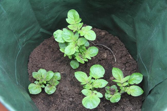 cultiver des pommes de terre - sac de culture pour pommes de terre