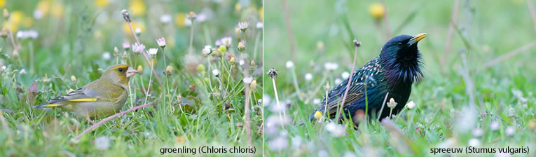 Désherbant total naturel mauvaises herbes et mousses - Ultima