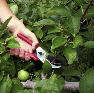 Un jardin nourricier au pied de vos fruitiers : les bonnes
