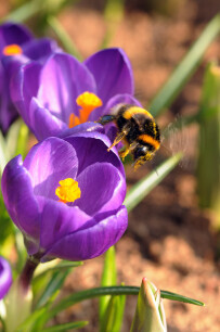 Frühjahrsblüher helfen den Bienen schon früh im Frühjahr.