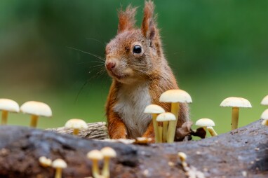 Que mange un écureuil ? Peut-on lui donner à manger en hiver ?
