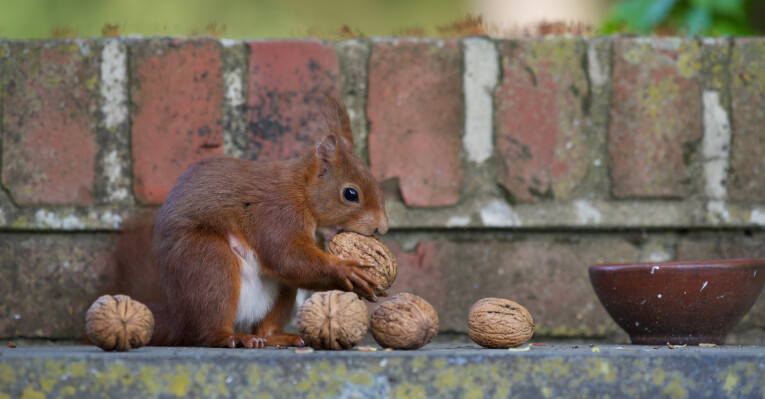 L'écureuil au jardin : espèces, alimentation et reproduction