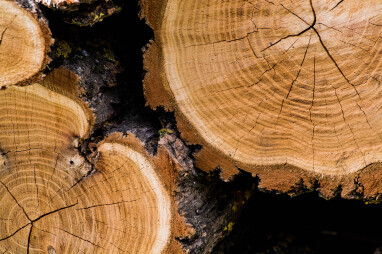 Natürliche Risse und Sprünge im Holz