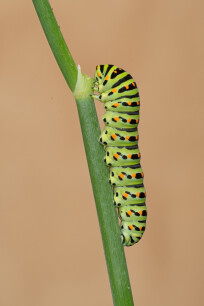 volwassen vlinder