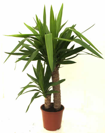 Yucca oder Palmlilie - Zimmerpflanze: Matelma