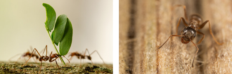 Les fourmis pourraient être utiles pour chasser les araignées de