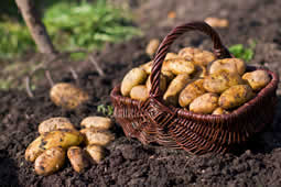 planter les pommes de terre en avril