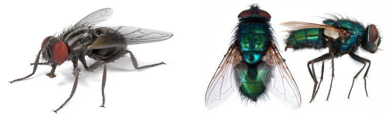 Kamervlieg of huisvlieg - groene vleesvlieg