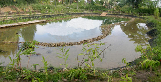 aménager un étang de nage au jardin