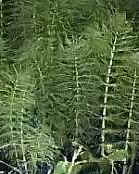 Equisetum Queue De Cheval Une Mauvaise Herbe Difficile A Eliminer A Cause De Ses Racines Profondes Equisetum Lutter