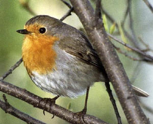 Sortes Doiseaux Au Jardin Durant Lhiver Passéridés Merles