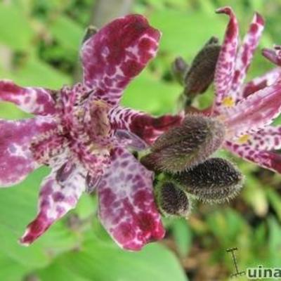 Tricyrtis 'Sinonome' - 