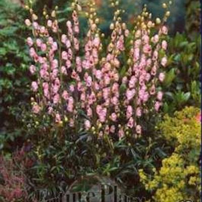 Aconitum 'Pink Sensation' - 