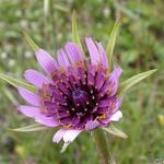 Tragopogon porrifolius - Haferwurzel