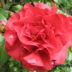 Camellia japonica - Camélia du Japon - Camellia japonica