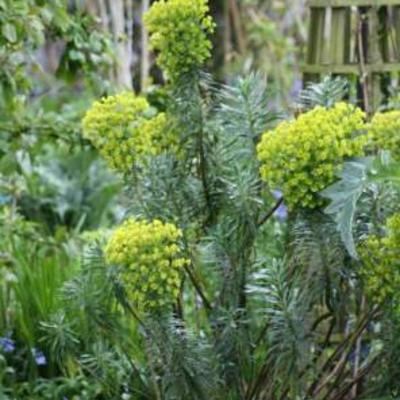 Euphorbia characias - 