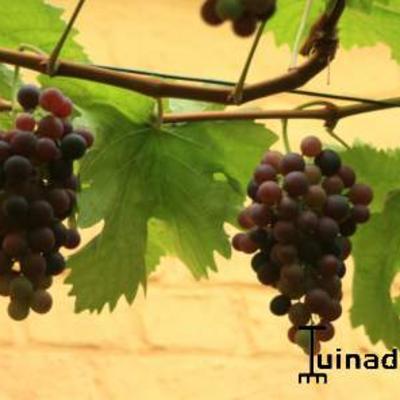 Weinrebe - Vitis vinifera