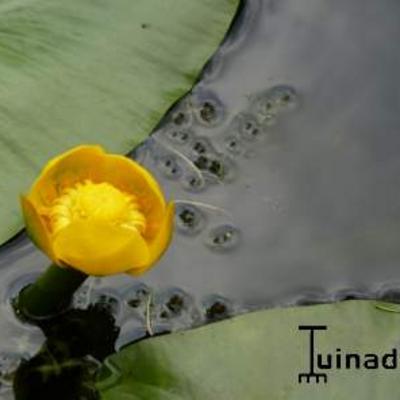 Nénuphar jaune - Nuphar lutea