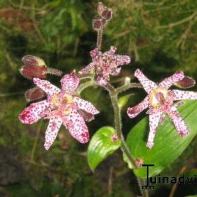 Tricyrtis hirta - Japanische Krötenlilie - Tricyrtis hirta