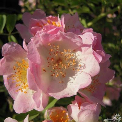 Rosa 'Kew Rambler' - 