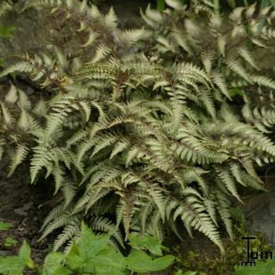 Athyrium niponicum var. Pictum - Athyrium niponicum var. Pictum