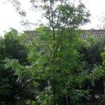 Fraxinus excelsior  - Frêne élevé