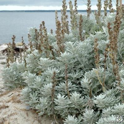 Artemisia stelleriana 'Boughton Silver' - Artemisia stelleriana 'Boughton Silver'