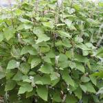 Plectranthus fruticosus - 
